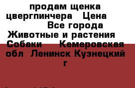 продам щенка цвергпинчера › Цена ­ 15 000 - Все города Животные и растения » Собаки   . Кемеровская обл.,Ленинск-Кузнецкий г.